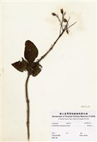 藏品(海州常山)的圖片